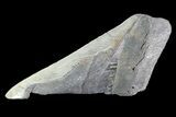 Partial Fossil Megalodon Tooth #89473-1